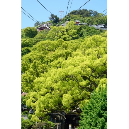 艮神社の楠