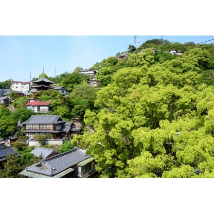 ロープウェイから見た新緑の千光寺山