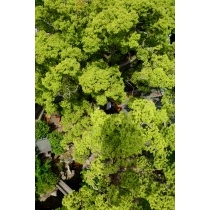 ロープウェイから見下ろした艮神社の大楠