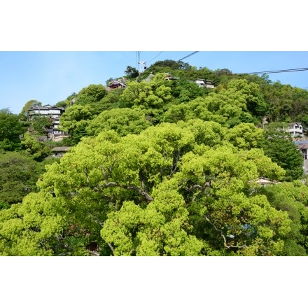 ロープウェイから見る艮神社の大楠