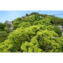 ロープウェイから見る艮神社の大楠