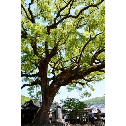 艮神社の大楠