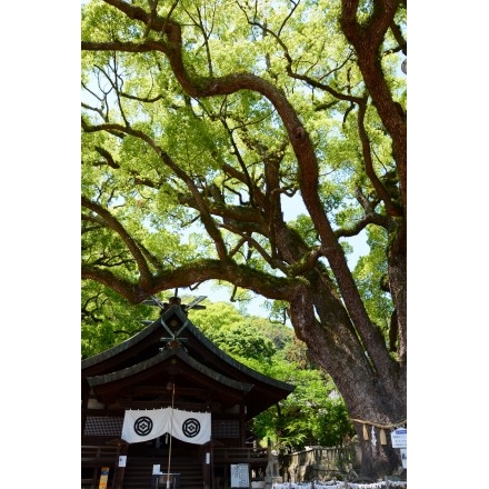 艮神社の大楠