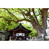 艮神社の大楠