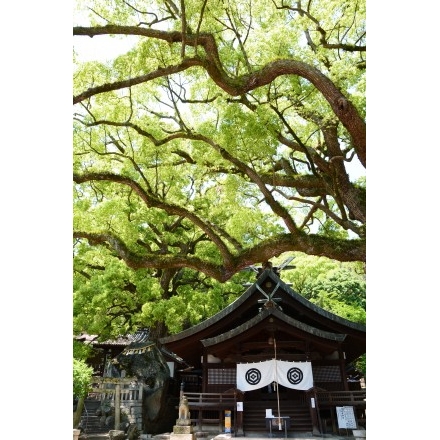 艮神社の大楠