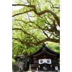 艮神社の大楠