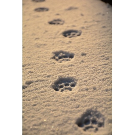 猫の足跡が残る雪の坂道