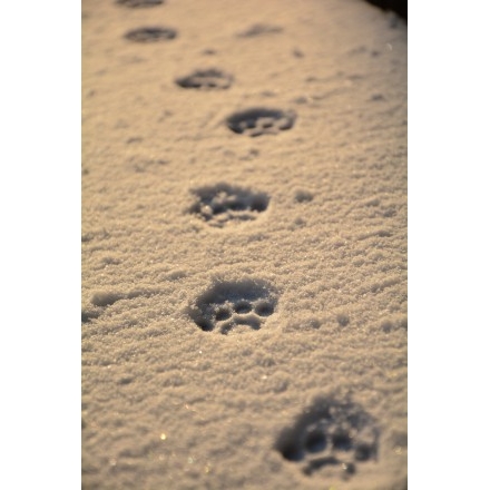 猫の足跡が残る雪の坂道 写真詳細