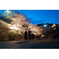 西國寺の夜桜ライトアップ