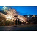 西國寺の夜桜ライトアップ