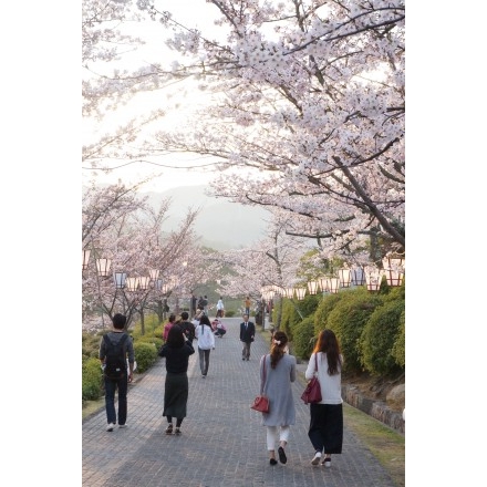 千光寺公園の夕桜