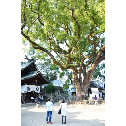 艮神社の楠