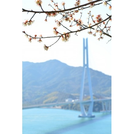 梅の花としまなみ海道多々羅大橋