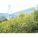 レモン畑としまなみ海道多々羅大橋
