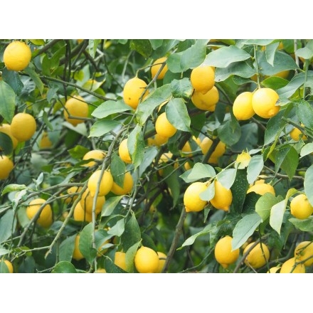 生口島の国産レモン