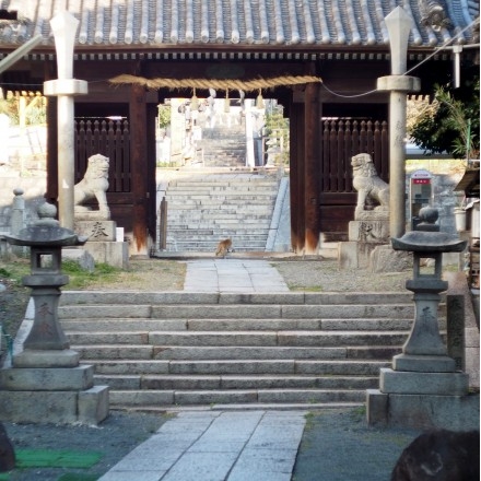 朝の久保亀山八幡神社の参道