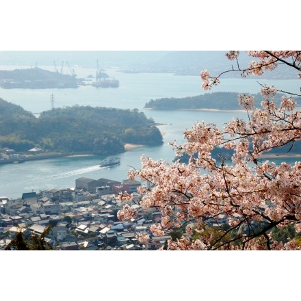 因島公園の桜