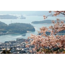 因島公園の桜