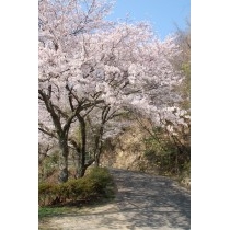 因島公園の桜