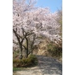 因島公園の桜