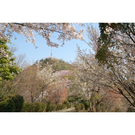 因島公園の桜