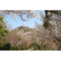 因島公園の桜