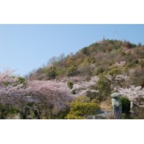 因島公園の桜