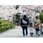 桜咲き誇るの千光寺公園