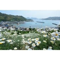 重井西港斜面の除虫菊畑