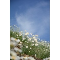 除虫菊の花