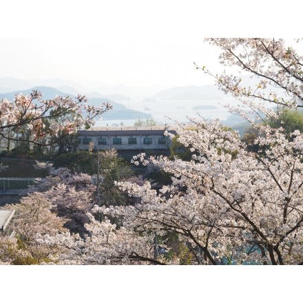 夕暮れの千光寺公園の桜