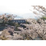 夕暮れの千光寺公園の桜