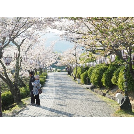 夕暮れの千光寺公園の桜