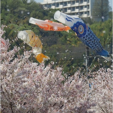 黒崎水路の桜とこいのぼり