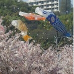 黒崎水路の桜とこいのぼり