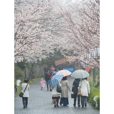 雨の煙る満開の千光寺公園