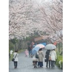 雨の煙る満開の千光寺公園