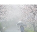 雨の煙る満開の千光寺公園