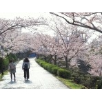 桜満開の千光寺公園