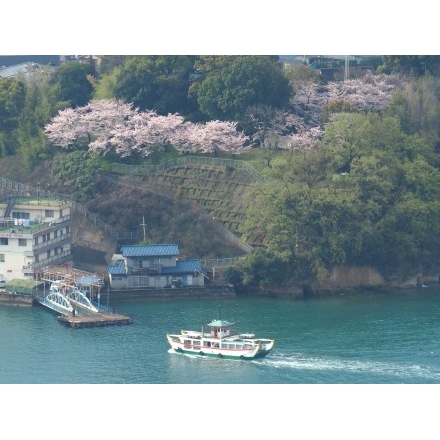 千光寺公園から見た渡船と桜