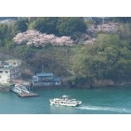 千光寺公園から見た渡船と桜