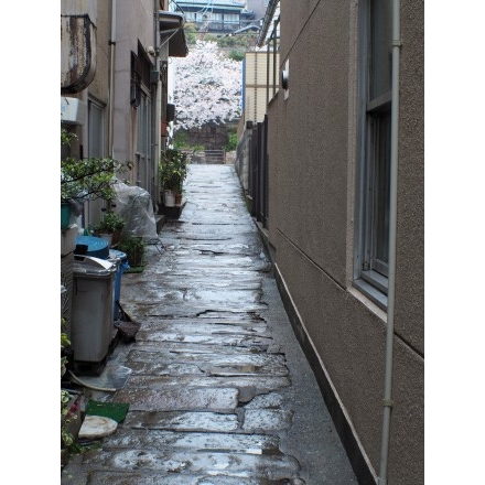 雨降る路地越しの桜