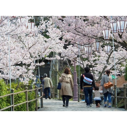 桜満開の千光寺公園