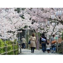 桜満開の千光寺公園