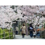 桜満開の千光寺公園