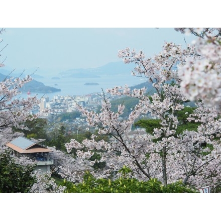 桜満開の千光寺公園から見る風景