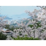 桜満開の千光寺公園から見る風景