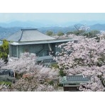 桜満開の千光寺公園と尾道市立美術館
