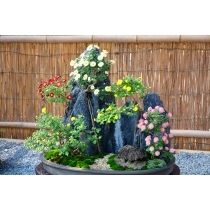 尾道菊花展