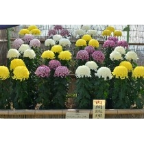 尾道菊花展